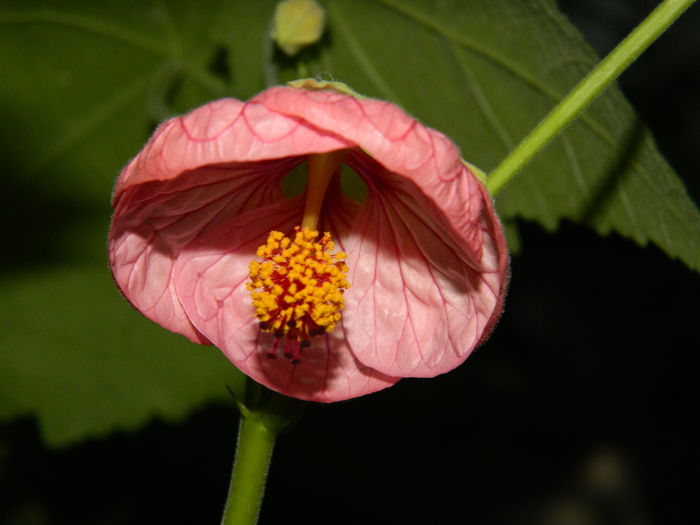 DSCN4285 - 2016 EXPERIMENT ABUTILON