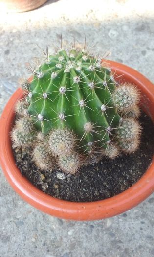 079 - Flori 2016- 02