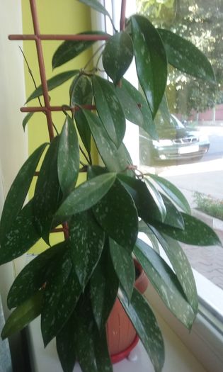 086 - Flori 2016- 02