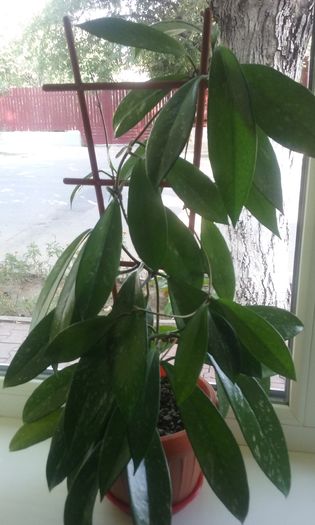 083 - Flori 2016- 02