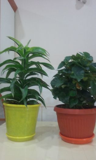 088 - Flori 2016- 02