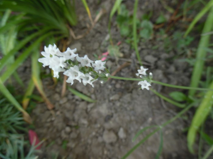 Lavandula angustifolia Edelweiss