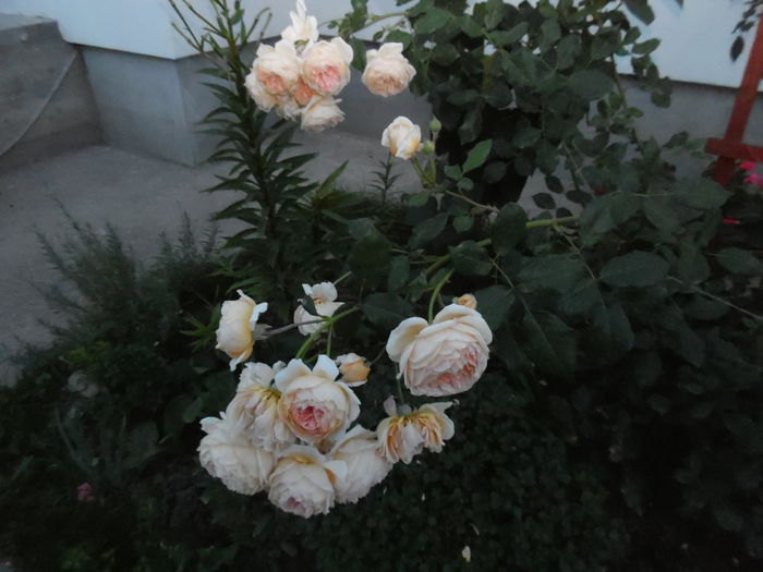 Crown Princess Margaret