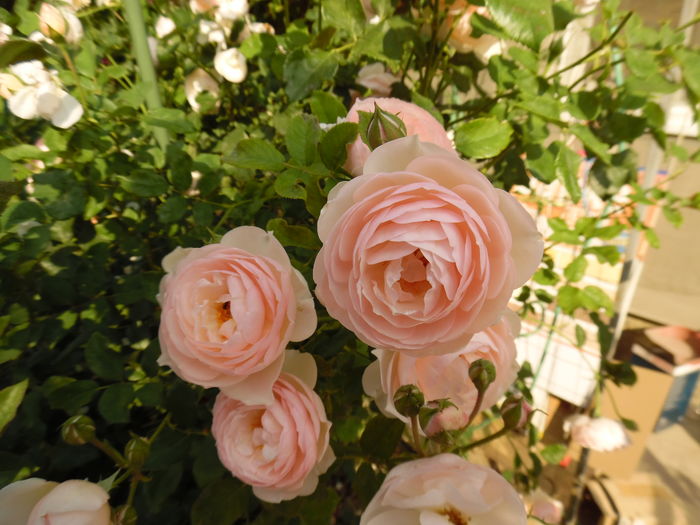 160 - 2016 Flori si Trandafiri 2