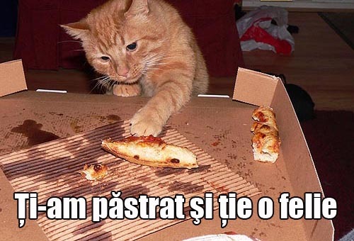 poze-amuzante-poza-amuzanta-pisica-a-mancat-toata-pizza - Pisy haioase