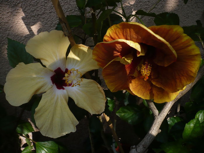 P1280589 - HIBISCUSI 2016-4