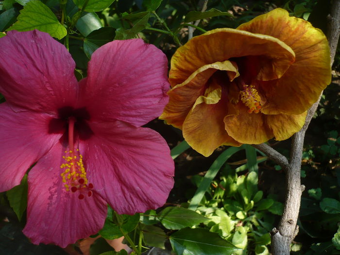 P1280591 - HIBISCUSI 2016-4