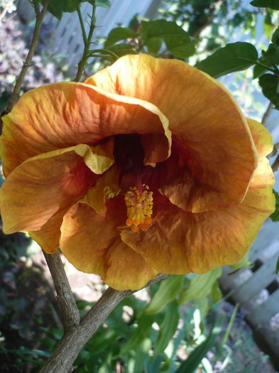 P1280595 - HIBISCUSI 2016-4