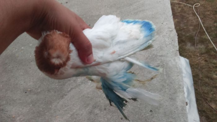 DSC_0006 - furiciocu