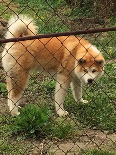 IMG_0754 - Cateii mei Akita Inu