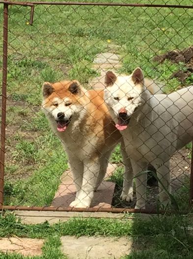 IMG_0897 - Cateii mei Akita Inu