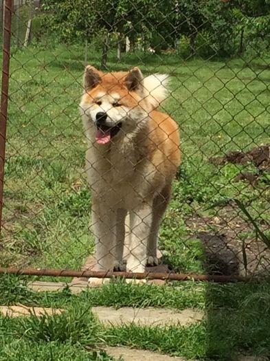 IMG_0915 - Cateii mei Akita Inu