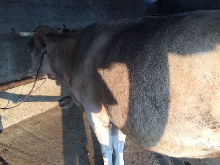 image - Vacutele La muls seara-5