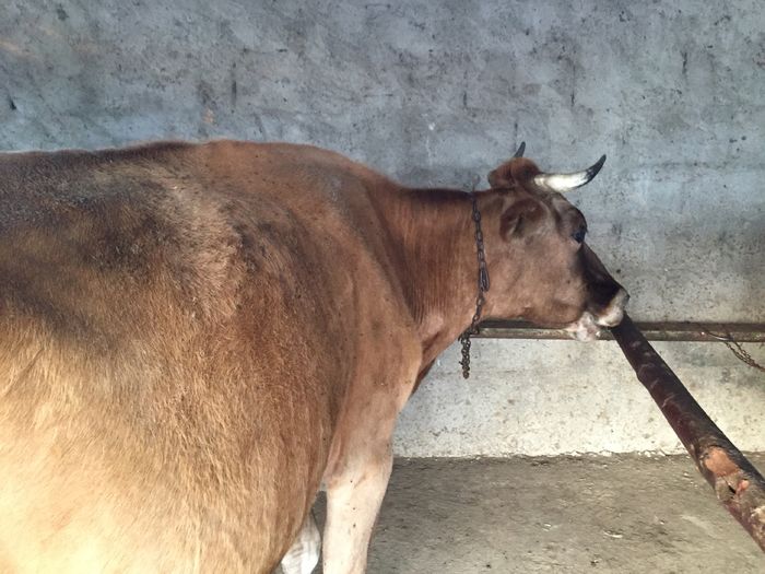 image - Vacutele La muls seara-5