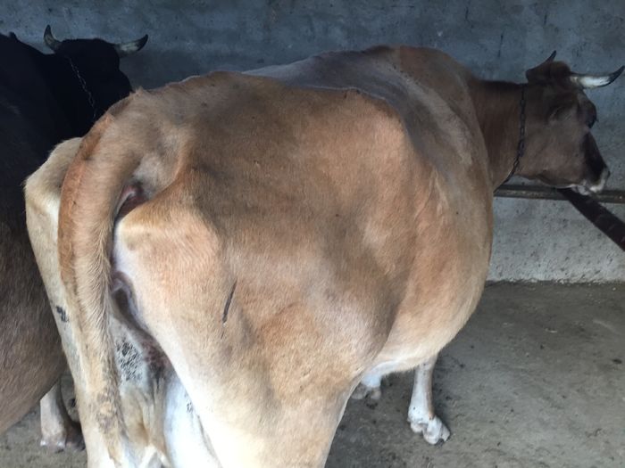 image - Vacutele La muls seara-5