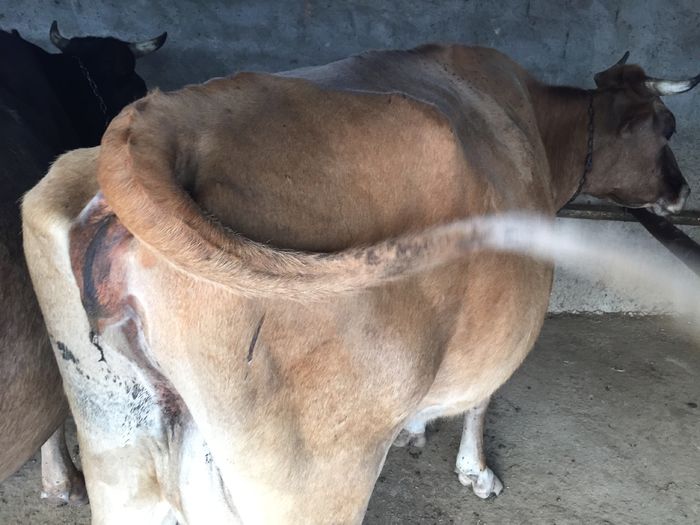 image - Vacutele La muls seara-5