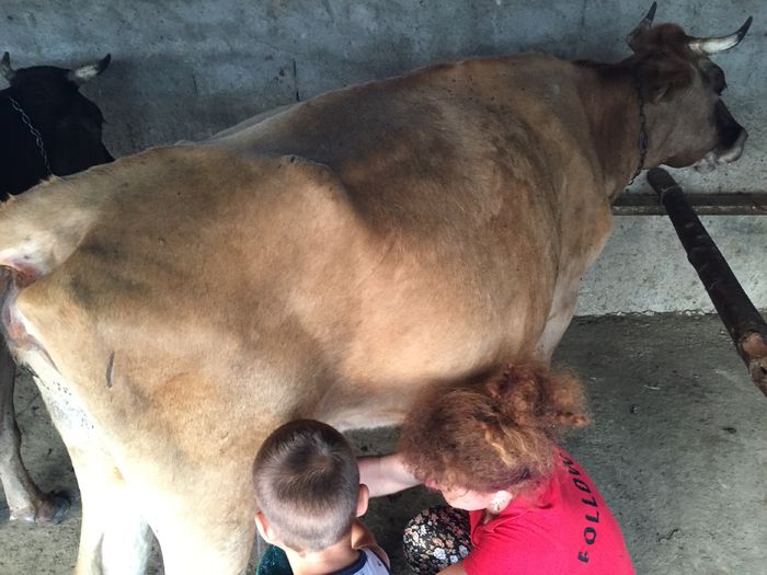 image - Vacutele La muls seara-5