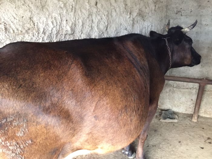 image - Vacutele La muls seara-5