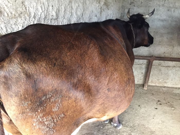 image - Vacutele La muls seara-5