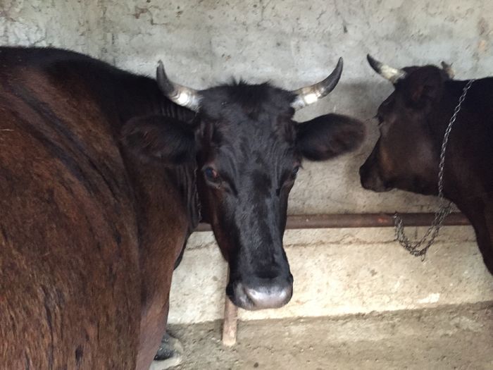 image - Vacutele La muls seara-5