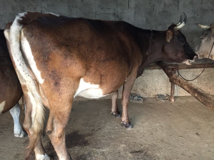 image - Vacutele La muls seara-5