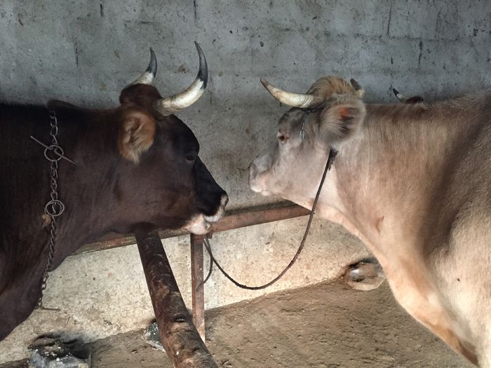 image - Vacutele La muls seara-5