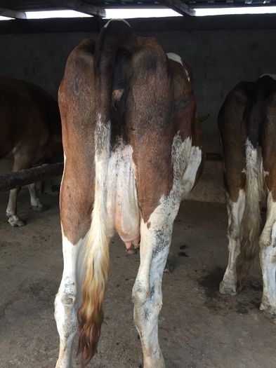 image - Vacutele La muls seara-5