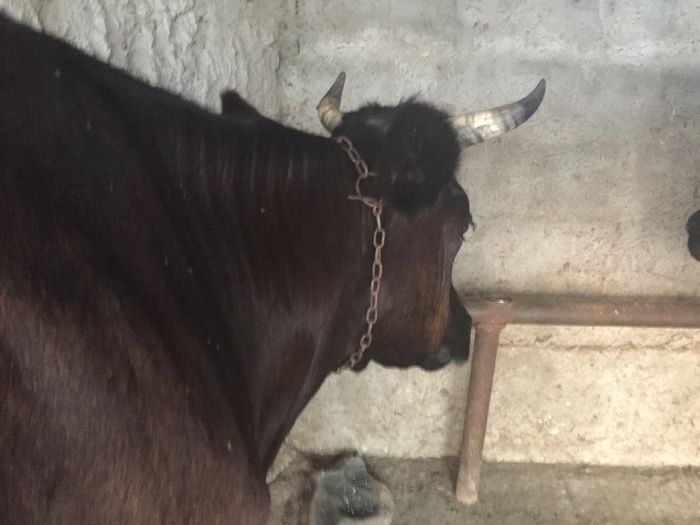 image - Vacutele La muls seara-5