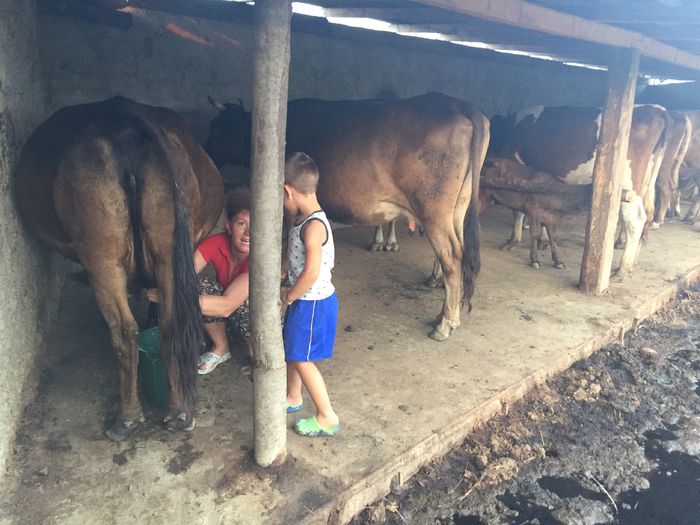 image - Vacutele La muls seara-5