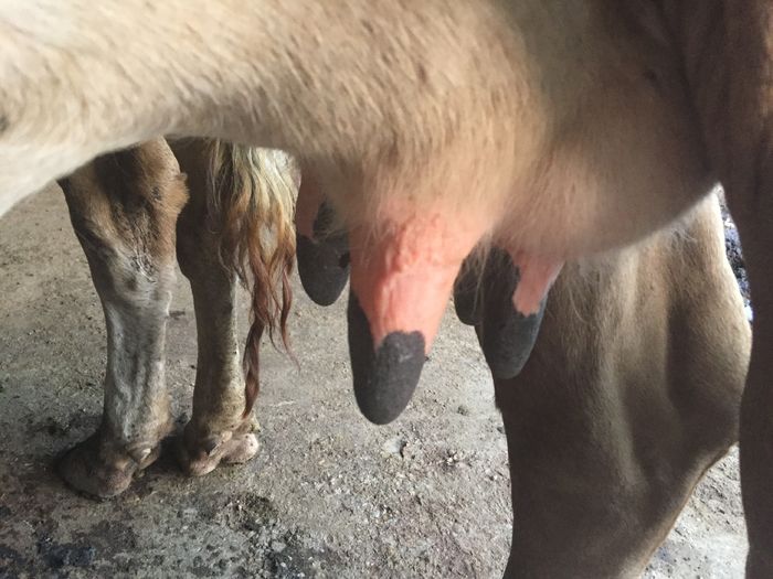 image - Vacutele La muls seara-5