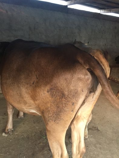 image - Vacutele La muls seara-5