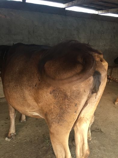 image - Vacutele La muls seara-5