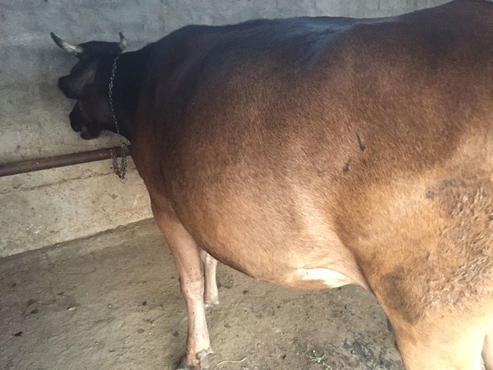 image - Vacutele La muls seara-5