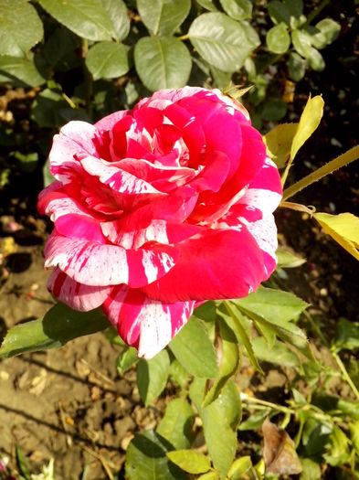 nr 30 - 0 TRANDAFIRI DIMOV 2016