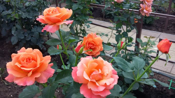 Easy does it 17-2016