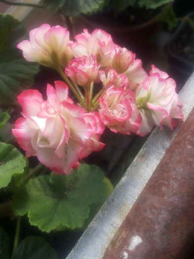 20160726_092302 - Flori 2016