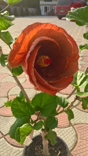 WP_20160729_08_34_00_Rich - Hibiscus Tahitian Burning Sands