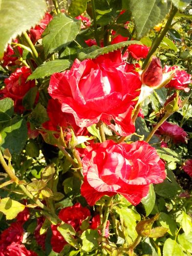 nr 60 - 0 TRANDAFIRI DIMOV 2016