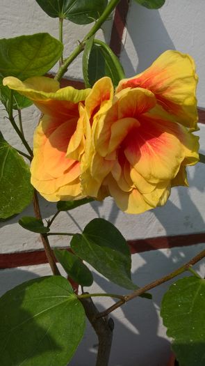 WP_20160729_09_47_49_Rich - Hibiscus Fruitango