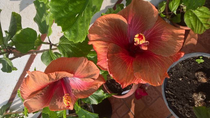 WP_20160729_09_27_53_Rich - Hibiscus Tahitian Burning Sands