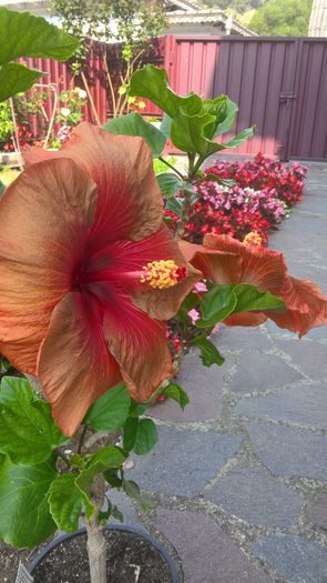 WP_20160729_09_50_47_Rich - Hibiscus Tahitian Burning Sands