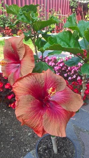 WP_20160729_09_50_37_Rich - Hibiscus Tahitian Burning Sands