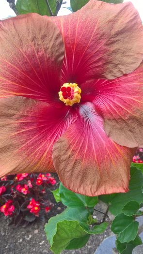 WP_20160729_09_51_30_Rich - Hibiscus Tahitian Burning Sands