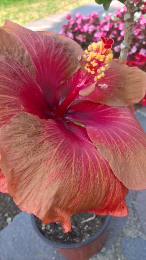 WP_20160729_09_51_39_Rich - Hibiscus Tahitian Burning Sands