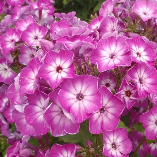 phlox-flame-purple plantshop - Phlox_achizitii