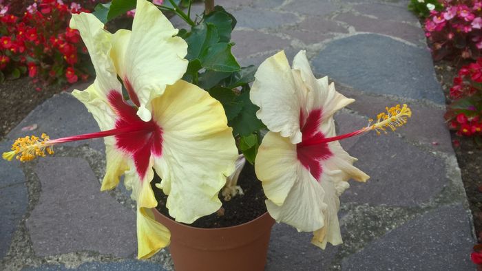 WP_20160729_09_51_12_Rich - Hibiscus Boreas White