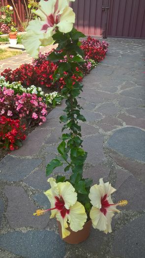 WP_20160729_09_51_08_Rich - Hibiscus Boreas White