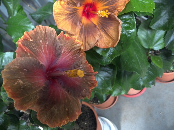 WIN_20160728_143729 - 01Hibiscus