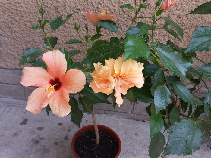  - hibiscus