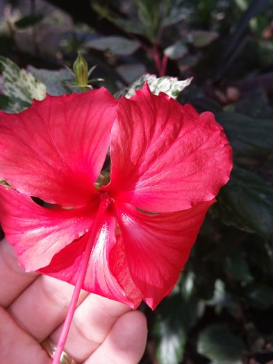 Surinam - hibiscus